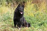 SCHIPPERKE 421